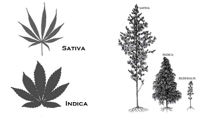 indica-vs-sativa-02-06-191